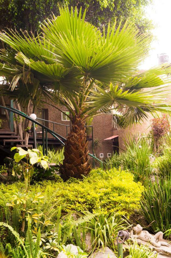 Suite 4A, Terraza, Garden House, Welcome To San Angel Ciudad de México Exteriér fotografie